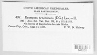 Uromyces proëminens image